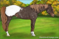 Horse Color:Liver Red Roan Appaloosa
