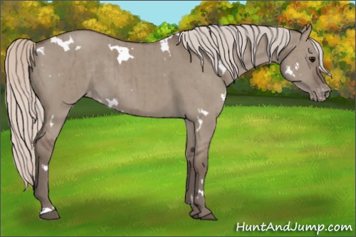 Horse Color:White Spotted Silver Grullo Appaloosa Brindle