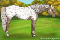 Horse Color:White Spotted Silver Grullo Tobiano Blanket Brindle 