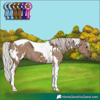 Horse Color:White Spotted Silver Grullo Tobiano Brindle 