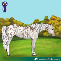 Horse Color:White Spotted Silver Grullo Tobiano Blanket