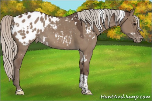 Horse Color:White Spotted Silver Grullo Tobiano Appaloosa 