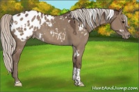 Horse Color:White Spotted Silver Grullo Tobiano Appaloosa