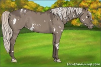 Horse Color:White Spotted Silver Grullo Appaloosa