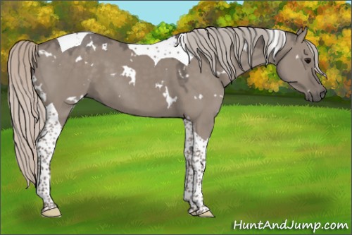 Horse Color:White Spotted Silver Grullo Tobiano 