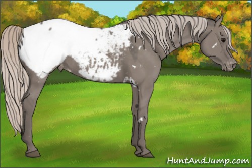 Horse Color:White Spotted Silver Grullo Appaloosa 