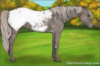 Horse Color:White Spotted Silver Grullo Appaloosa