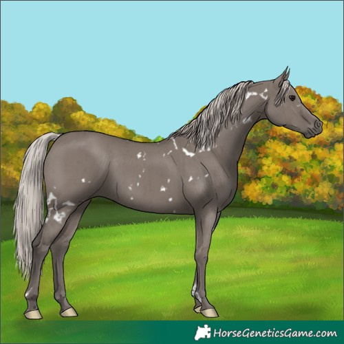 Horse Color:White Spotted Silver Grullo Brindle