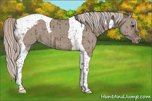Horse Color:Silver Grullo Tobiano Appaloosa Brindle