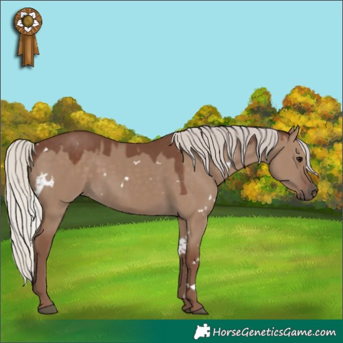 Horse Color:White Spotted Silver Grullo
