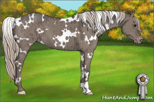 Horse Color:White Spotted Silver Grullo Varnish Brindle 