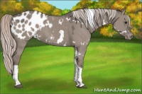 Horse Color:White Spotted Silver Grullo Tobiano Blanket 