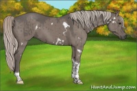 Horse Color:White Spotted Silver Grullo Tobiano Brindle 