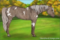 Horse Color:White Spotted Silver Grullo Brindle 