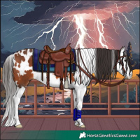 Horse Color:White Spotted Bay Splash 