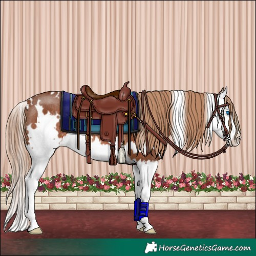 Horse Color:White Spotted Chestnut Splash Rabicano 