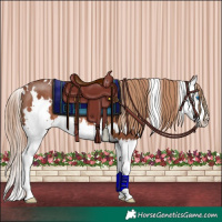 Horse Color:White Spotted Chestnut Splash Rabicano 