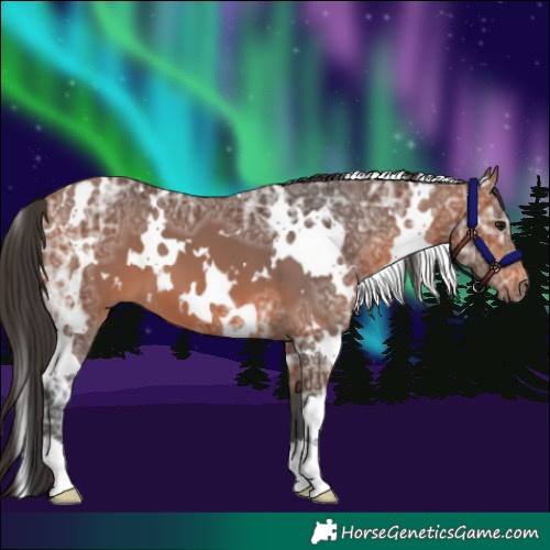 Horse Color:White Spotted Bay Ice