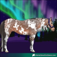 Horse Color:White Spotted Bay Ice 