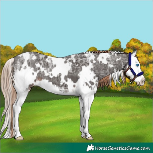Horse Color:White Spotted Liver Chestnut Ice Splash 