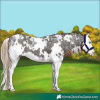 Horse Color:White Spotted Liver Chestnut Ice Splash 