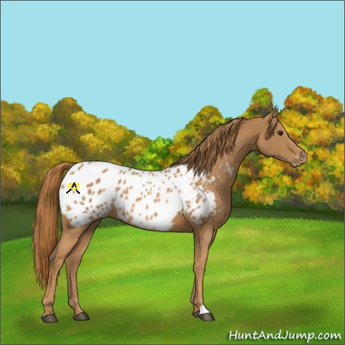 Horse Color:Chestnut Appaloosa 
