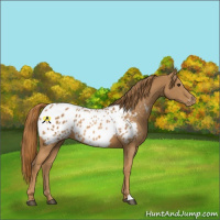 Horse Color:Chestnut Appaloosa 