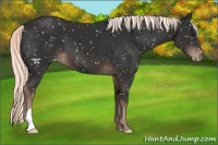 Horse Color:Liver Chestnut Mushroom Appaloosa 