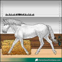 Horse Color:Gray Bay