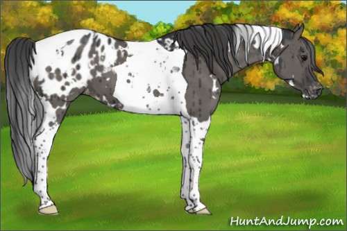 Horse Color:White Spotted Grullo Tobiano Appaloosa Brindle