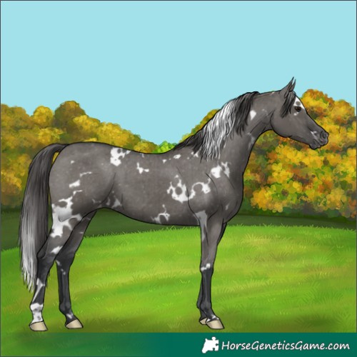 Horse Color:White Spotted Grullo Varnish Brindle