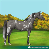 Horse Color:White Spotted Grullo Appaloosa Brindle