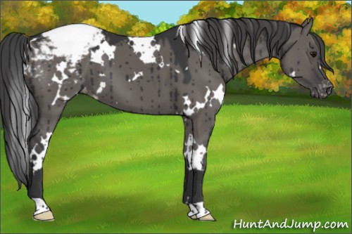 Horse Color:White Spotted Grullo Snowcap Brindle