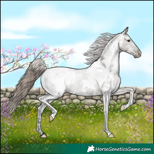 Horse Color:White Spotted Grullo Snowcap Brindle 