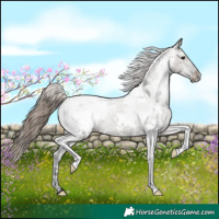 Horse Color:White Spotted Grullo Snowcap Brindle