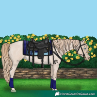 Horse Color:Smoky Creme Roan