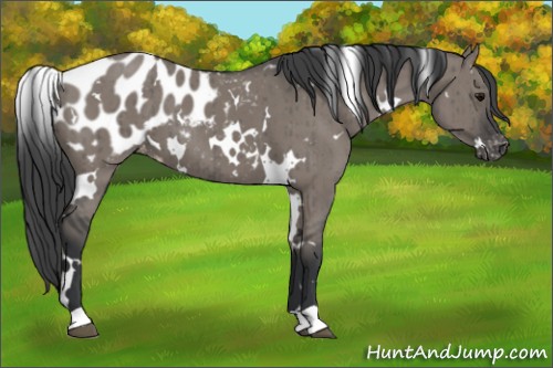 Horse Color:White Spotted Grullo Appaloosa Brindle 
