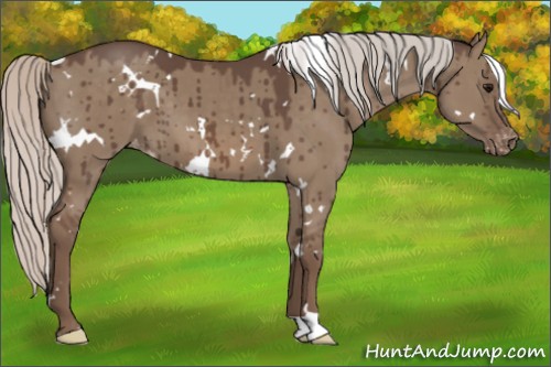 Horse Color:White Spotted Silver Grullo Varnish Brindle 