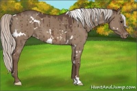 Horse Color:White Spotted Silver Grullo Appaloosa Brindle