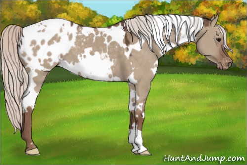Horse Color:White Spotted Silver Grullo Appaloosa