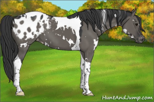 Horse Color:White Spotted Grullo Tobiano Appaloosa 
