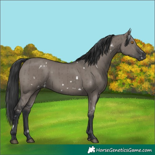 Horse Color:White Spotted Grullo Brindle
