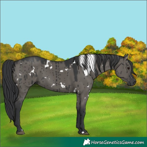 Horse Color:White Spotted Grullo Brindle 