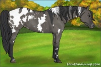 Horse Color:White Spotted Grullo Appaloosa 
