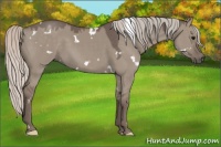 Horse Color:White Spotted Silver Grullo