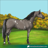 Horse Color:White Spotted Grullo Brindle 