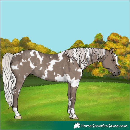 Horse Color:White Spotted Silver Grullo 