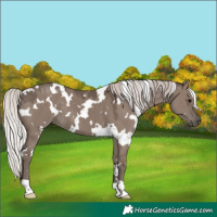 Horse Color:White Spotted Silver Grullo 