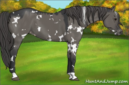 Horse Color:White Spotted Grullo Varnish 