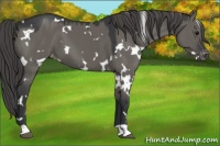 Horse Color:White Spotted Grullo Varnish 